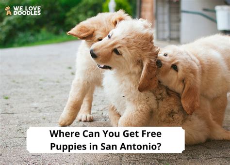 Visit us on Tuesday and Thursday between 12 and 4 to receive half off on all vaccines for any of your <strong>pets</strong>. . Free puppies san antonio